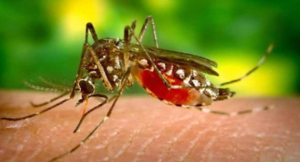 50 new dengue cases reported in KP this week