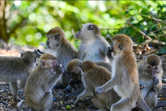 Indonesia Captures Monkey After Two-Week Rampage Leaves 18 People Injured on Sumatra
