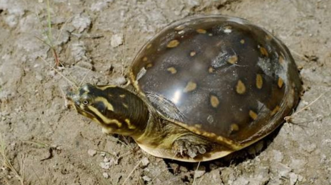 Man arrested for allegedly trading rare turtles online in Lahore