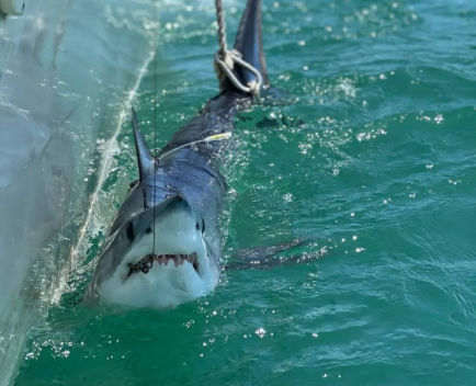 Sharks could help scientists improve hurricane forecasts Scientists at the University of Delaware are studying whether sharks can be used as mobile ocean-data collectors to improve hurricane forecasting. Researchers are attaching small CTD sensors to sharks’ dorsal fins to record ocean temperature, salinity and depth. The data is transmitted to satellites when the animals surface and can then be used in oceanographic, atmospheric and climate models. Scientists are particularly interested in the temperature of the ocean’s upper mixed layer, as warmer waters can provide more energy to hurricanes and increase their intensity. The project focuses on migratory species such as shortfin makos, blue sharks, smooth hammerheads and juvenile great white sharks, which are found widely in the North Atlantic and surface frequently enough for their sensors to transmit data. Researchers begin tagging sharks in May, when the animals move closer to the US East Coast. Working from vessels about 50-65 kilometres offshore, they attach the sensors in a process that typically takes less than five minutes. The tags are designed to detach naturally over time, while the sharks undergo health checks before being released. Scientists hope the data could improve forecasts of hurricane strength and provide coastal communities from North Carolina to Massachusetts with better information to prepare for increasingly powerful storms. Researchers say the project could also demonstrate how sharks, often viewed negatively, can contribute to scientific understanding and public safety.