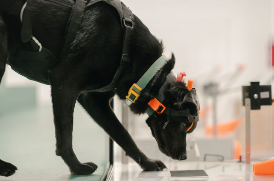 AI helps Indian startup harness dogs’ ability to detect cancer