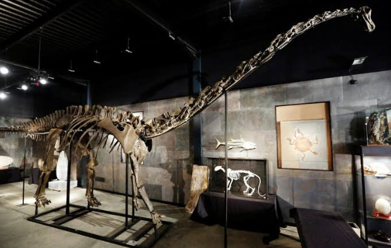 Spanish scientists uncover first evidence of Diplodocus dinosaur in Europe
